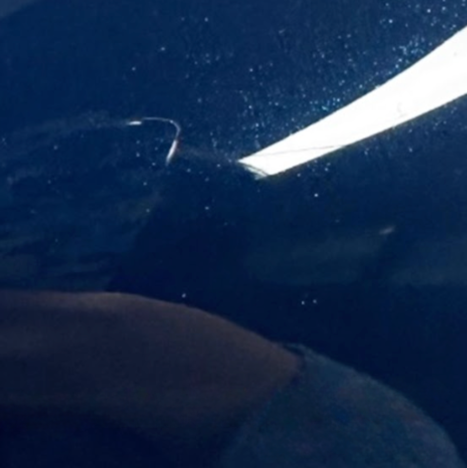 Gloss Montego Blue Metallic Paint PPF